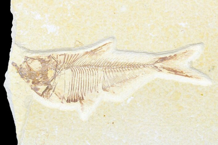 Fossil Fish (Diplomystus) - Wyoming #176321